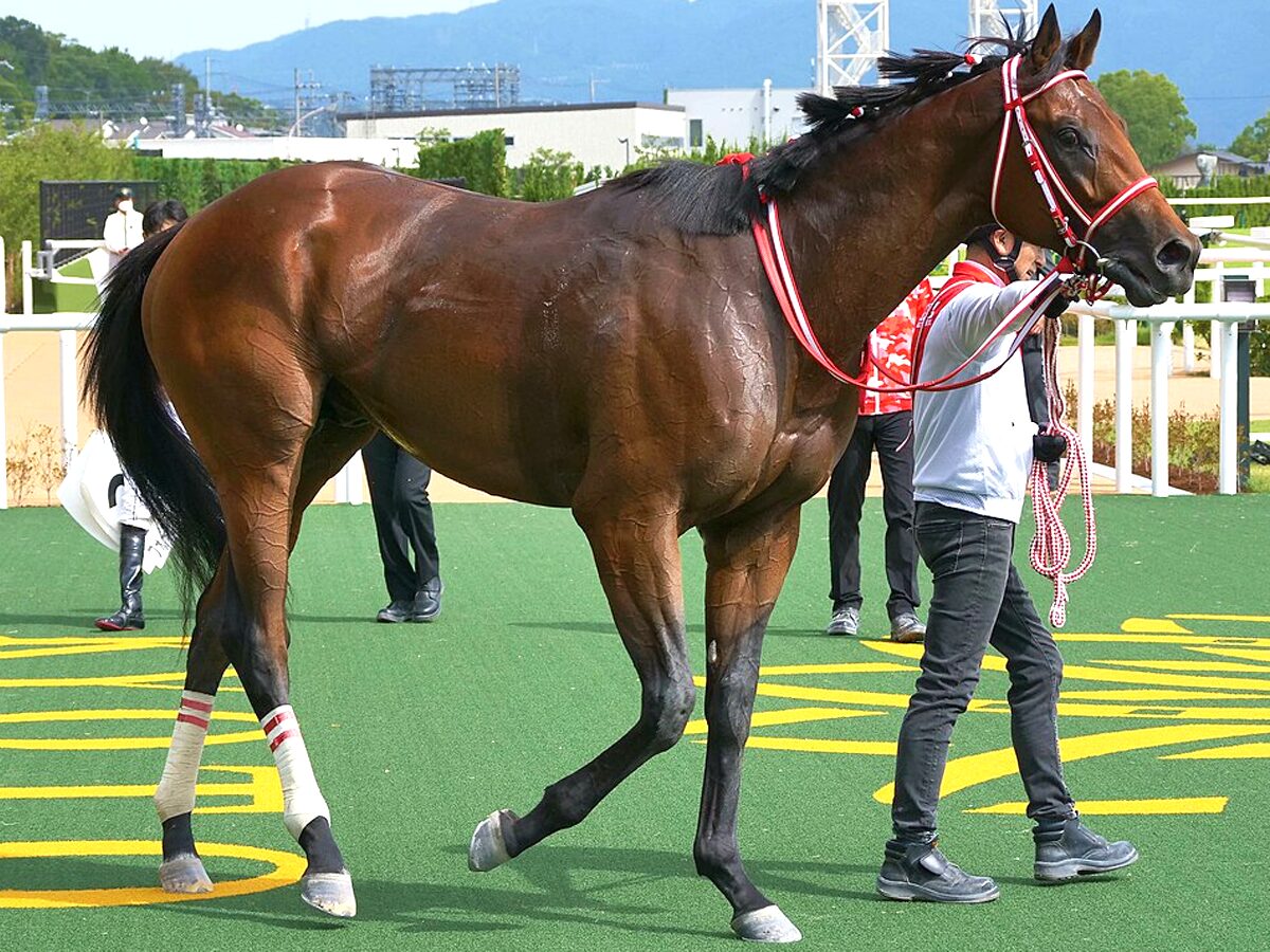 BCクラシック2025予想】米競馬ダート中距離におけるチャンピオン決定戦