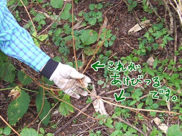 あけび蔓が山で採れるまで・その1 - ここち すたいる インテリア