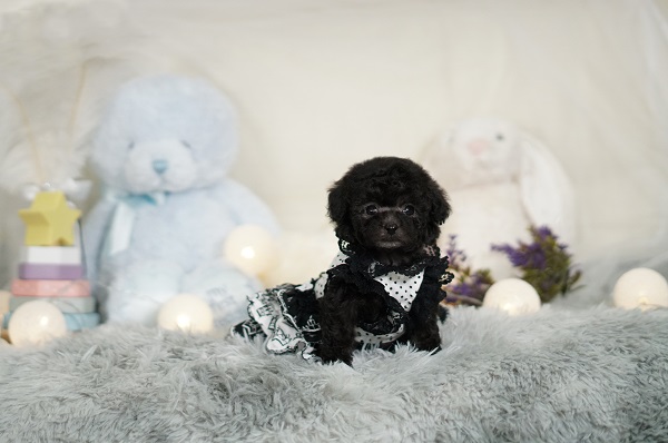 最高級！シルバー界のトップモデル！毛ぶきのいい最高に可愛い女の子