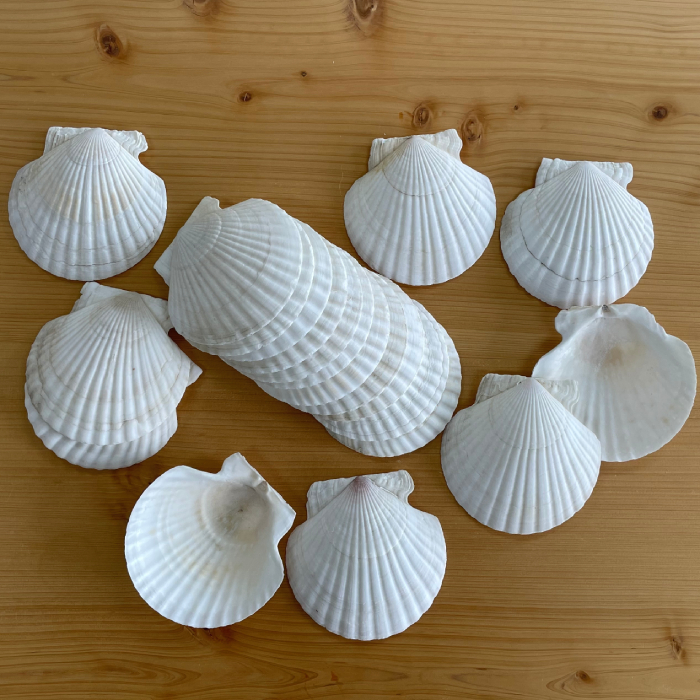6-5 ホタテの貝皿(20枚) | 紋別市ふるさと納税総合サイト