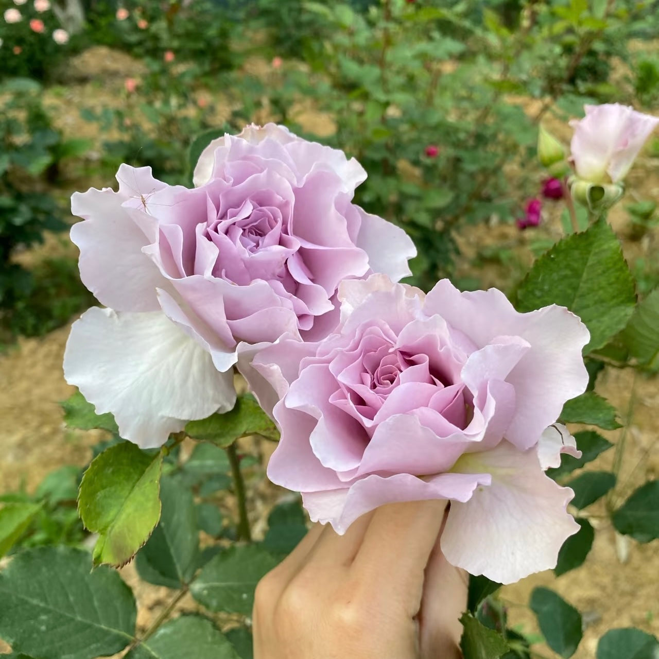 New Wave Rose-新浪潮｜Japanese Shrub Rose – Ergongzy Roses