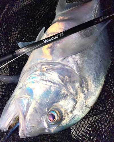 Voodoo 78(2024)トルザイトスペシャル | FIDELITY | フィデリティー