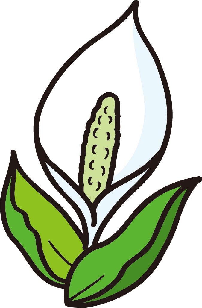 水芭蕉のイラスト・画像No.1『水芭蕉・ポップ』／無料のフリー素材集