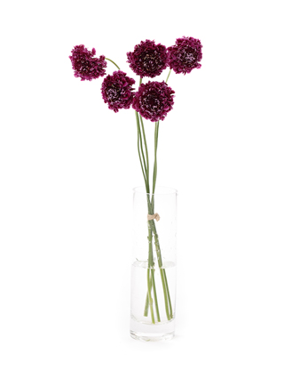 生花】スカビオサ(紫) 品種おまかせ【40-50cm/長崎県】｜Flower Smith