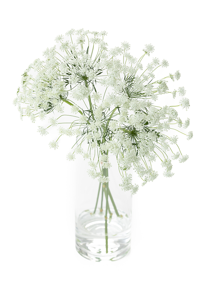 生花】レースフラワー ホワイトレース【白/60cm/千葉県】｜Flower