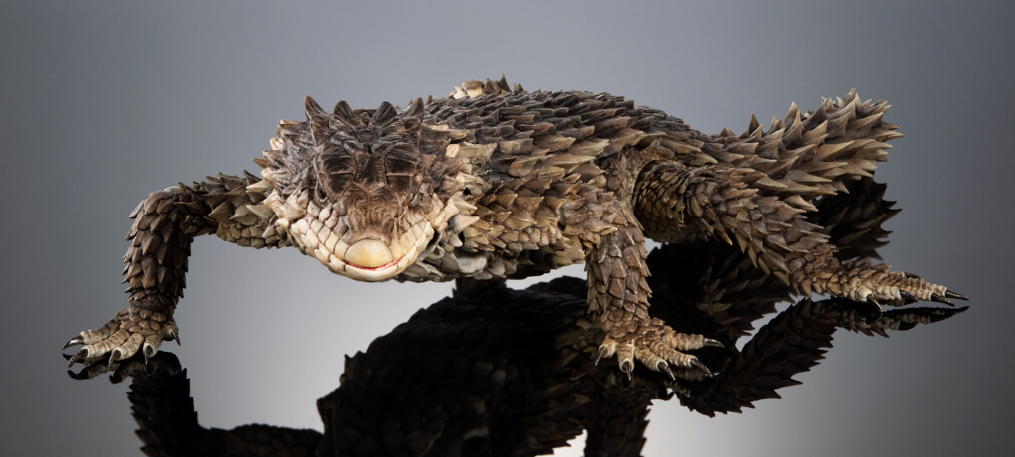 いきもの大図鑑アルティメット オオヨロイトカゲ｜いきもの大図鑑