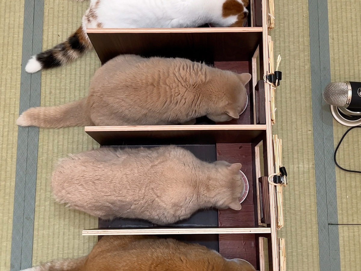 20万人が爆笑！ 『あのカウンター』でご飯を味わう猫たちに「これは