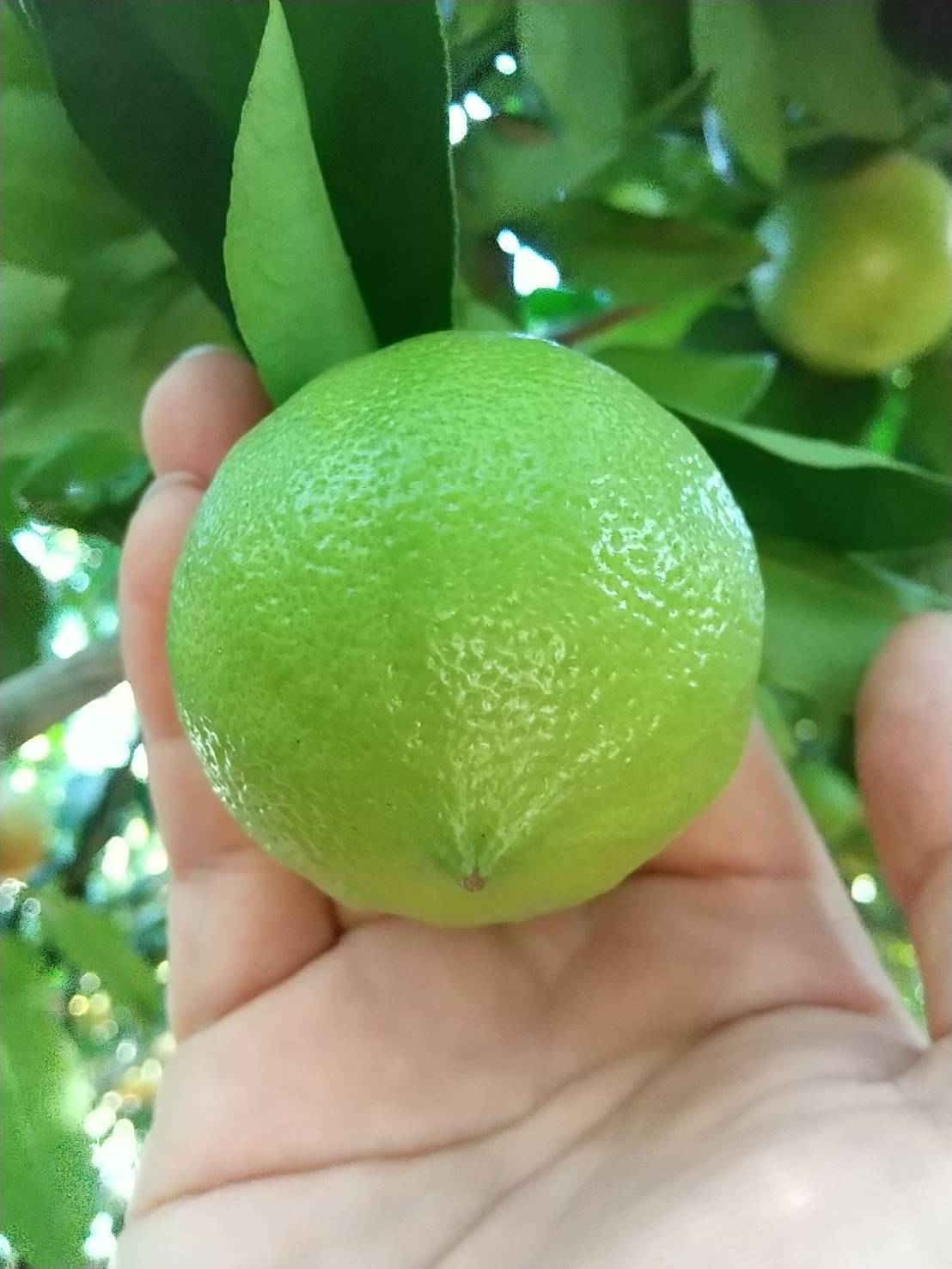 国産ベルガモット、レモンとライムの販売コーナー