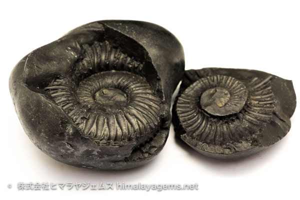 アンモナイト | 株式会社ヒマラヤジェムス