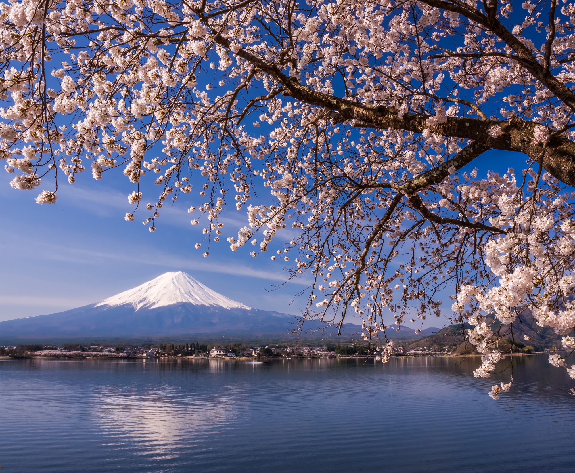 Fuji and Cherry Blossoms in Yamanashi Prefecture, Japan