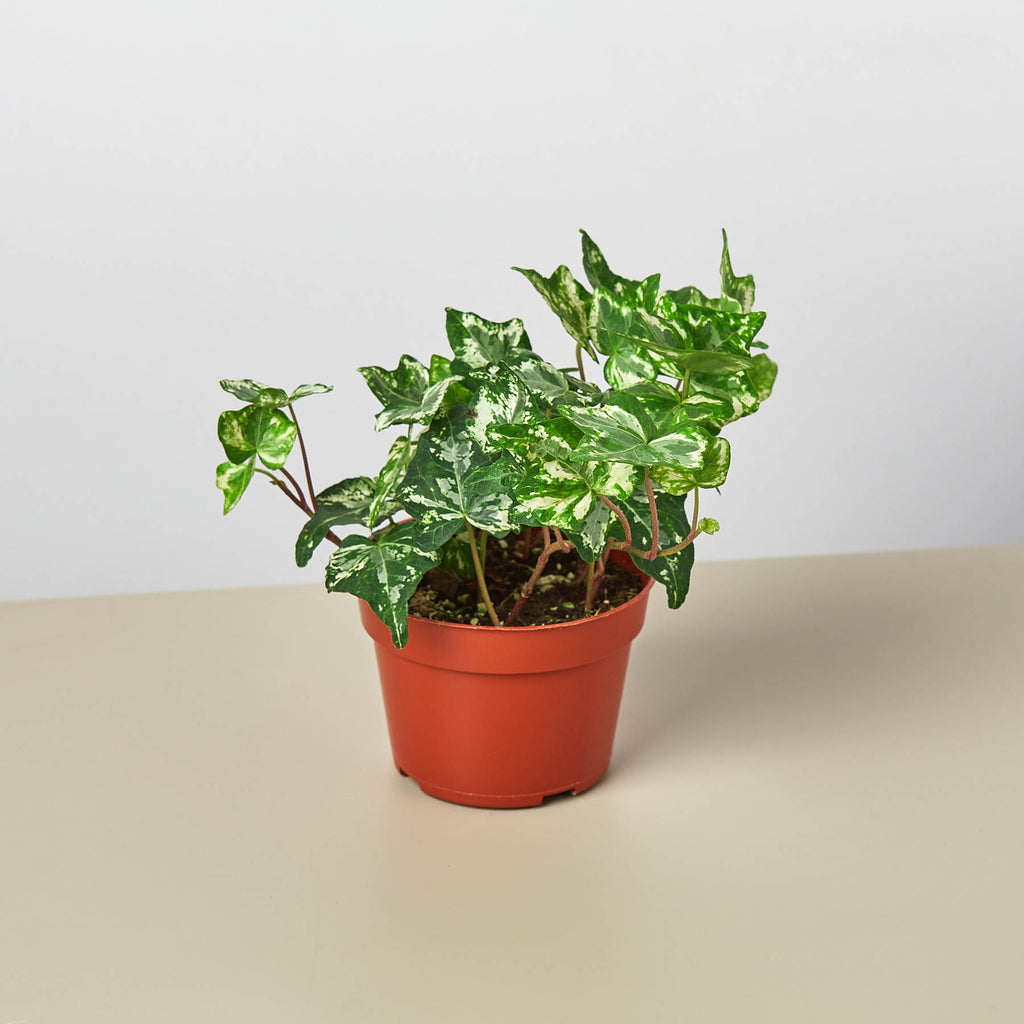 English Ivy 'Kolibre' | House Plant Shop