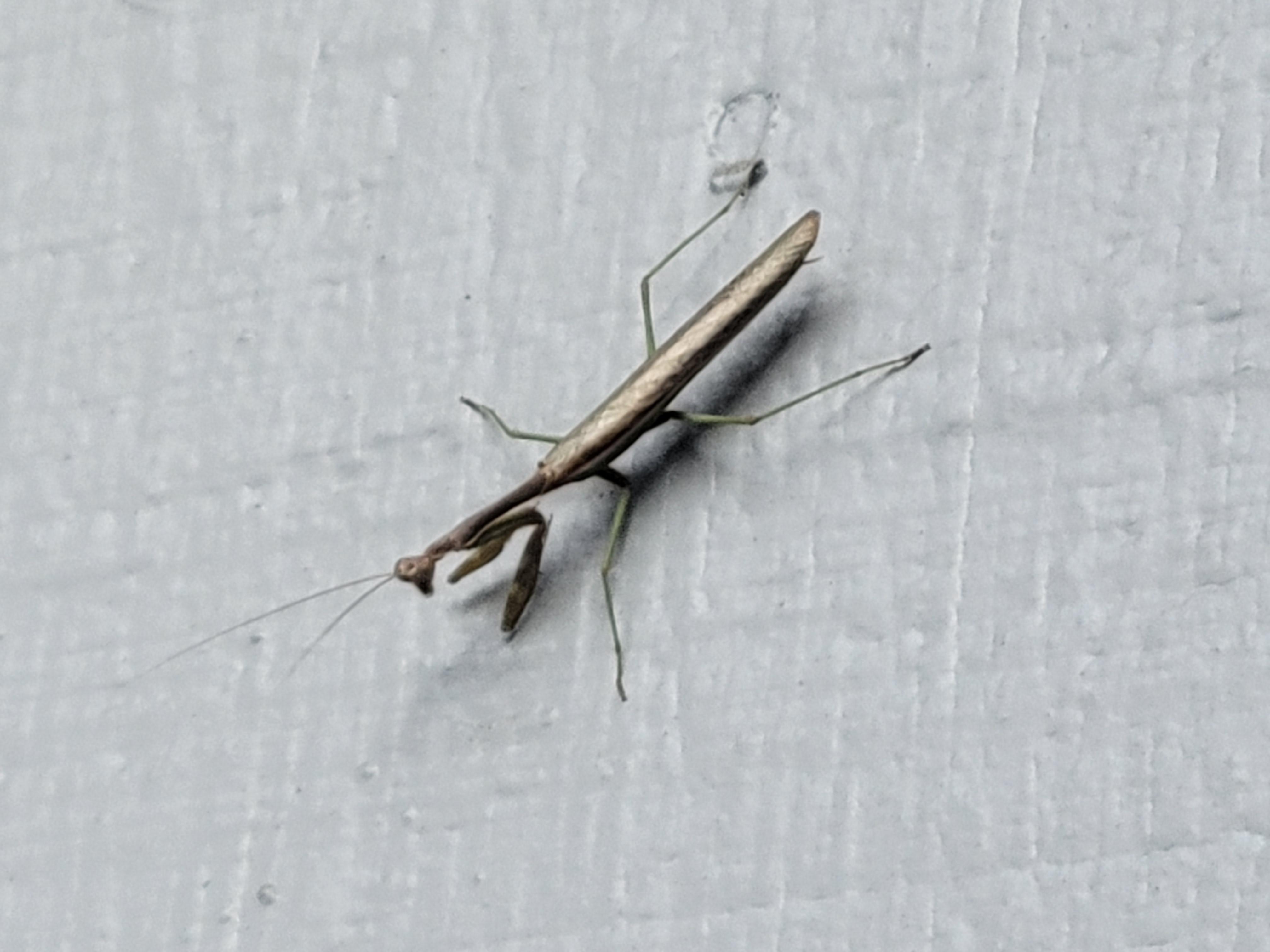 I've never seen a shiny golden praying mantis before! What type of