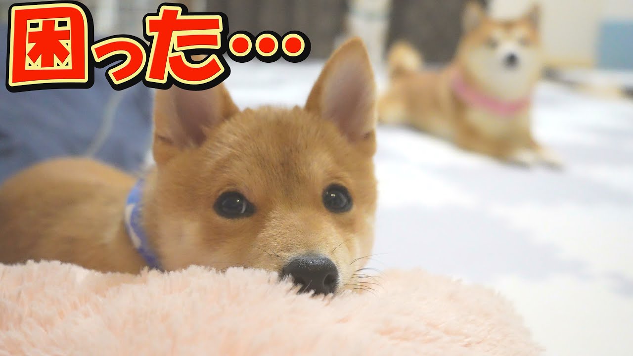 The puppy keeps running wild and the laughter never stops - YouTube