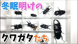 Astonishing!!] Japanese stag beetles survive multiple winters