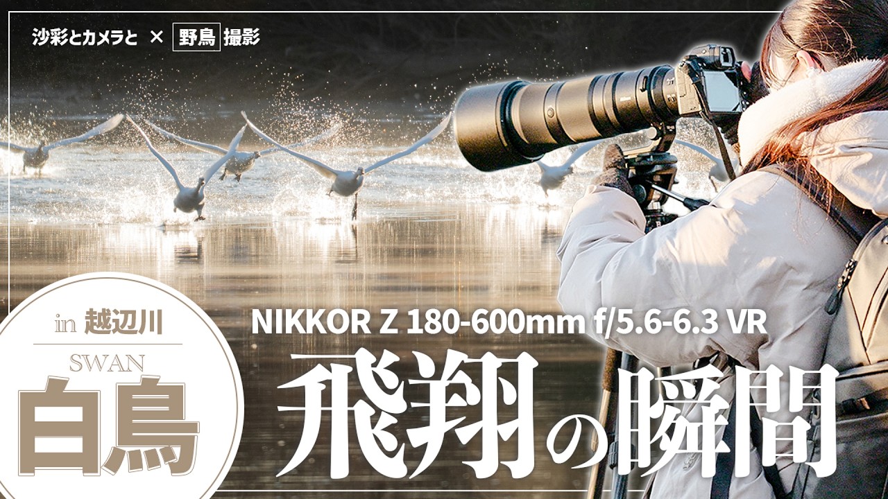 I Tried It] Photographing Swans with the NIKKOR Z 180-600mm