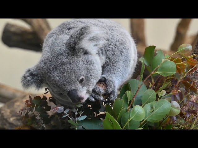 多摩動物園コアラ親子あずまちゃんkoala 2026年1月20日 - YouTube