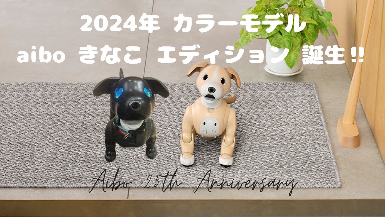2024カラーモデル】aibo きなこ エディション誕生‼︎【Episode 048