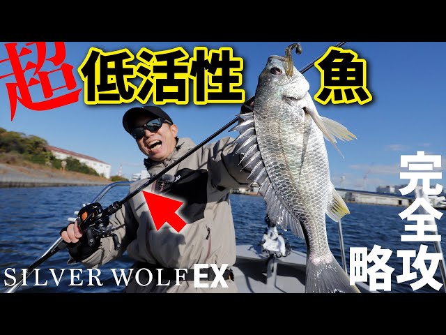 Unbelievable Performance] Silver Wolf EX Fishing Impressions