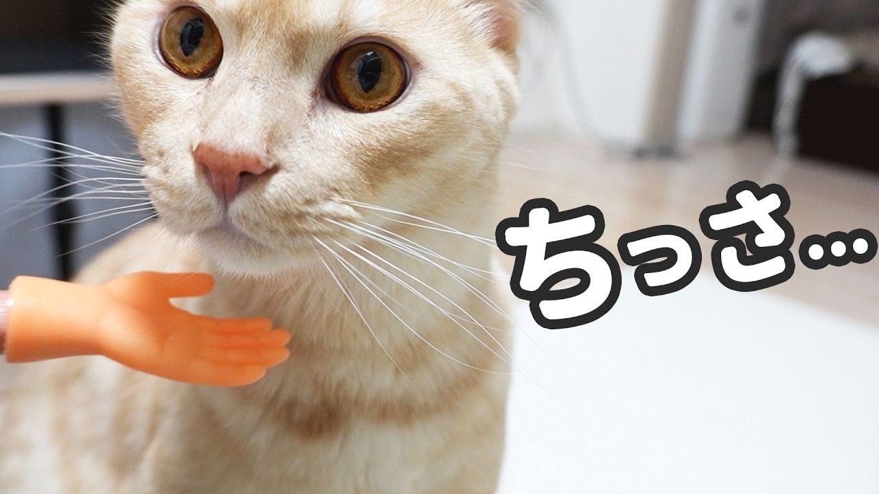 まさむねこ様 おまとめ 2 ネコの本。2巻まとめッーーー！！ 01