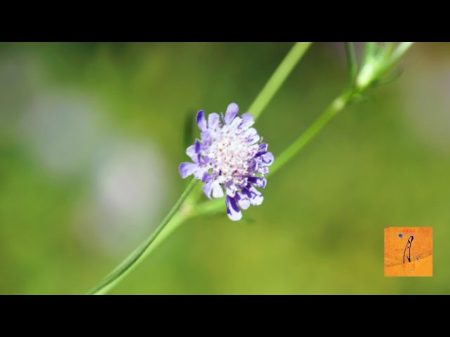 Somei Satoh (1947- ) : Kaze no kyoku〈wind〉/ Akikazu Nakamura