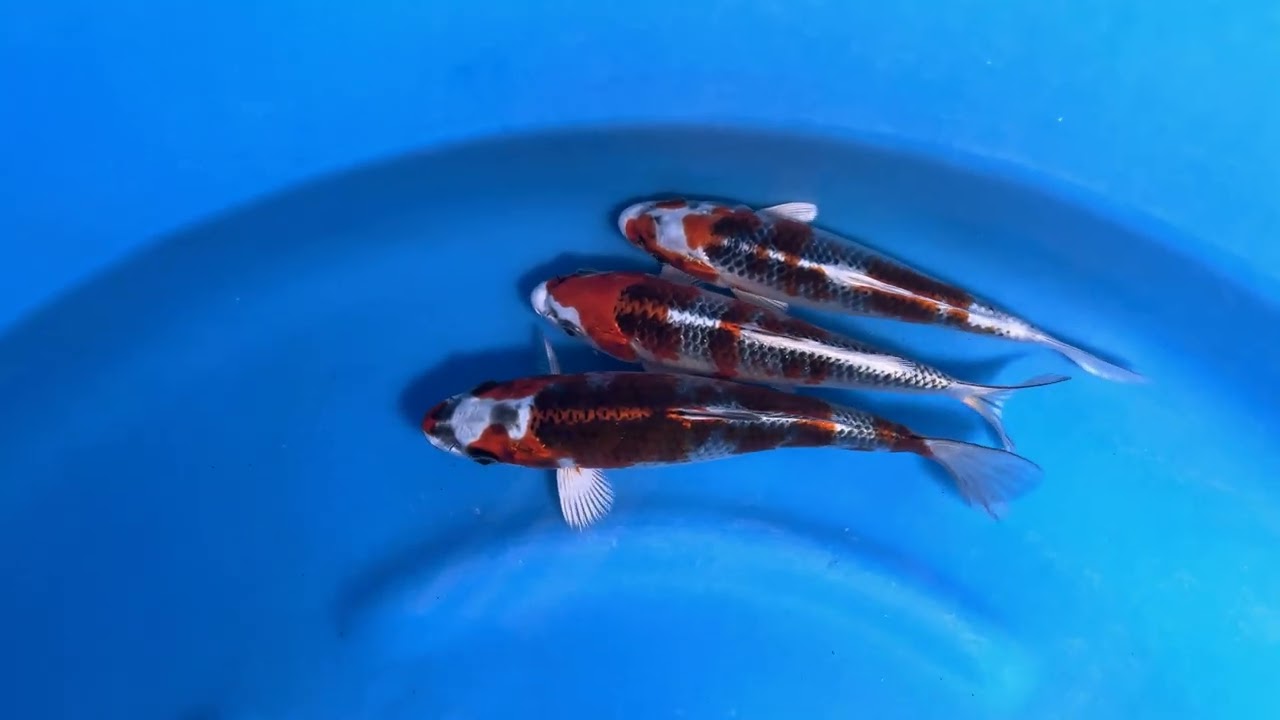 錦鯉【手取フィッシュランド】OMOSAKO×BEPPUフェア'26～面迫産 孔雀