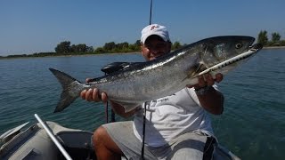 Huge Bluefish encounter on Surface! Feat. Zenaq PA 89 Technical