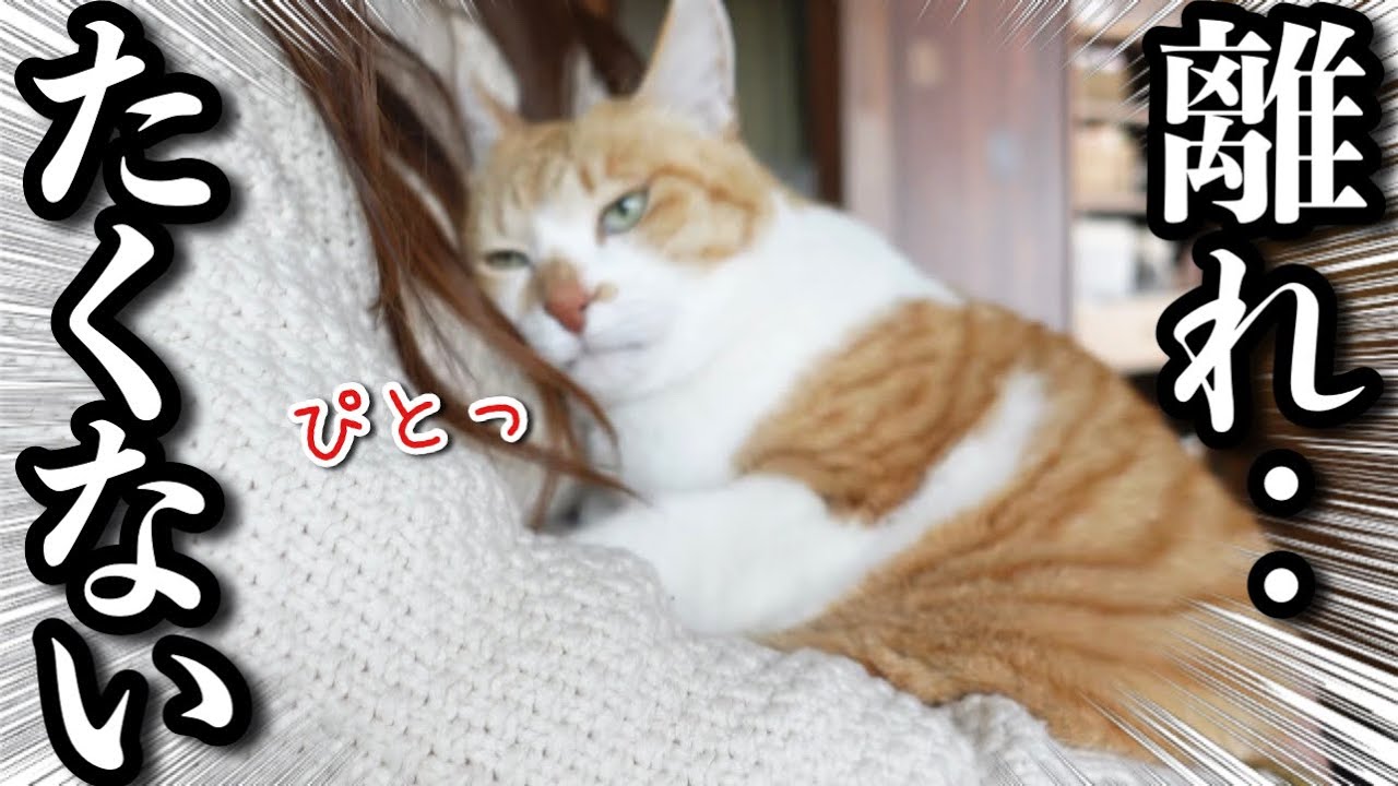 Cat Who Loves Mom So Much It Can't Leave Her Side - YouTube