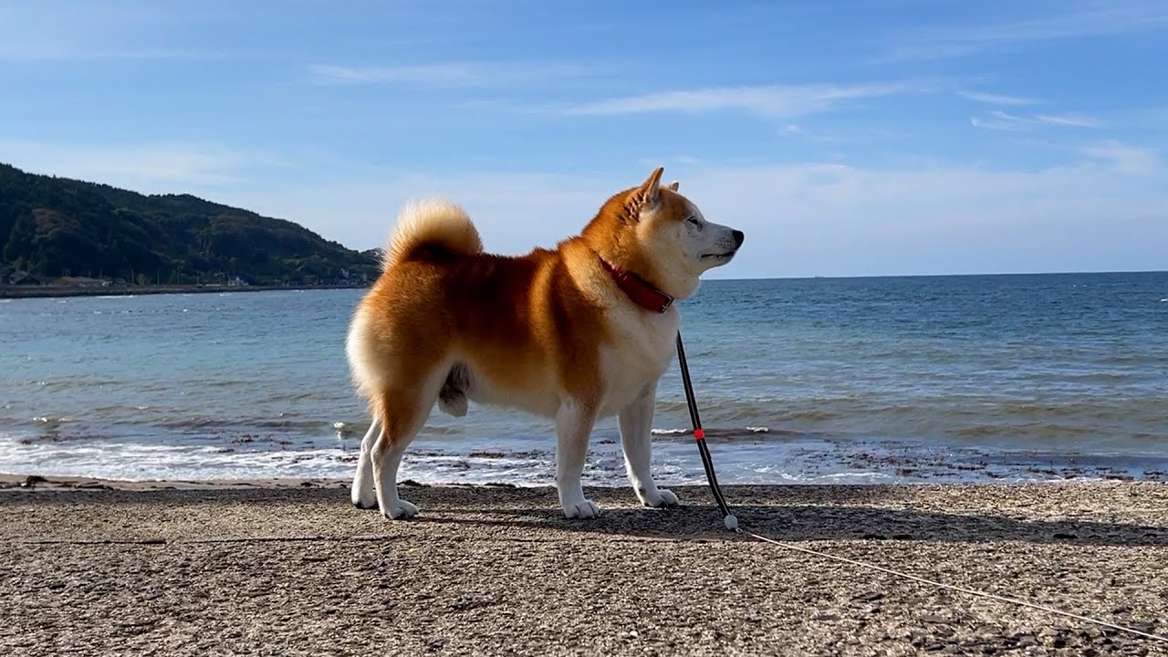 柴犬らんまる | 柴犬らんまるの丸頭製作所【公式サイト】