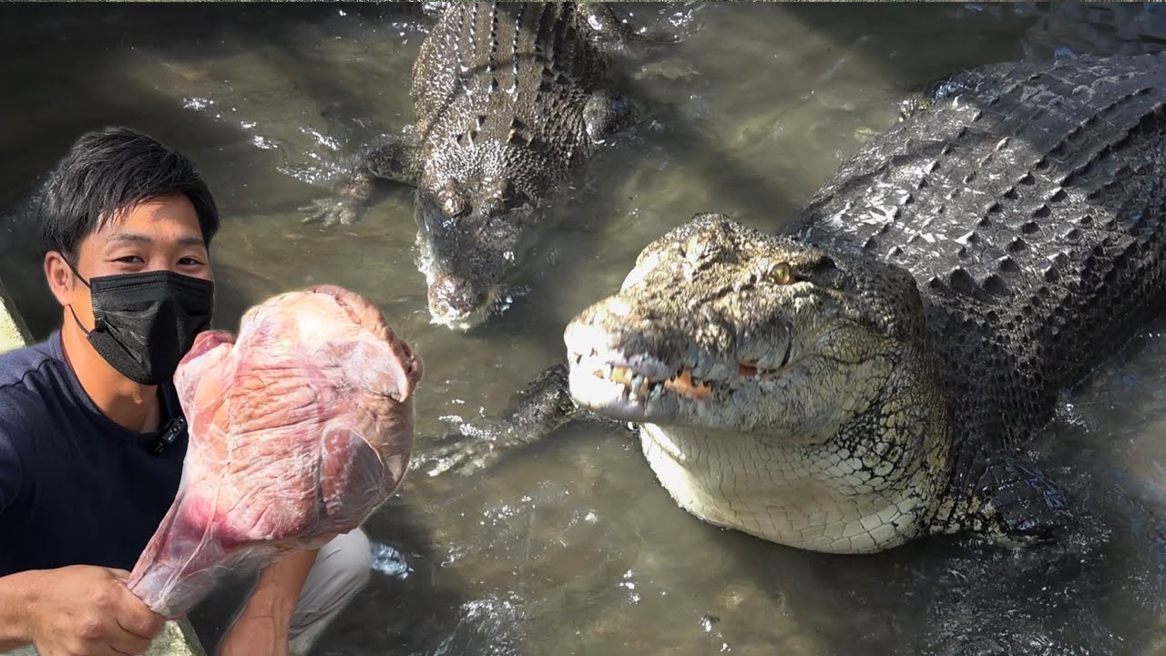 Throw a chunk of deer meat into a 5m giant crocodile - YouTube