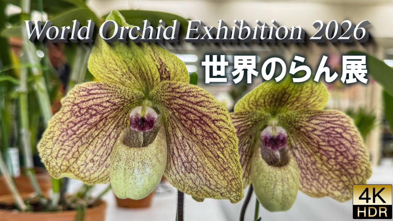 World Orchid Exhibition 2026 . Exquisite Orchids from Around the