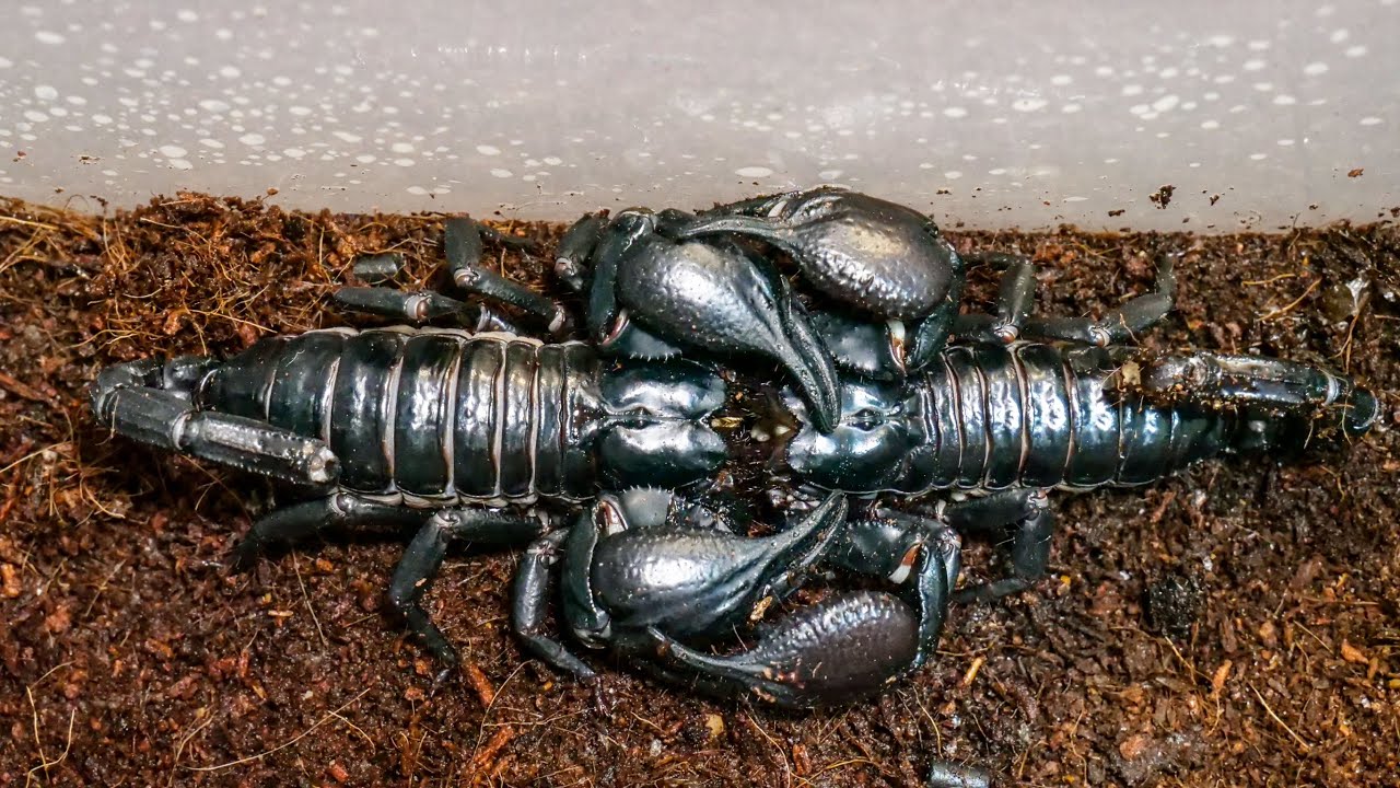 アジアンフォレストスコーピオンの交接【ぴぴんap】Heterometrus