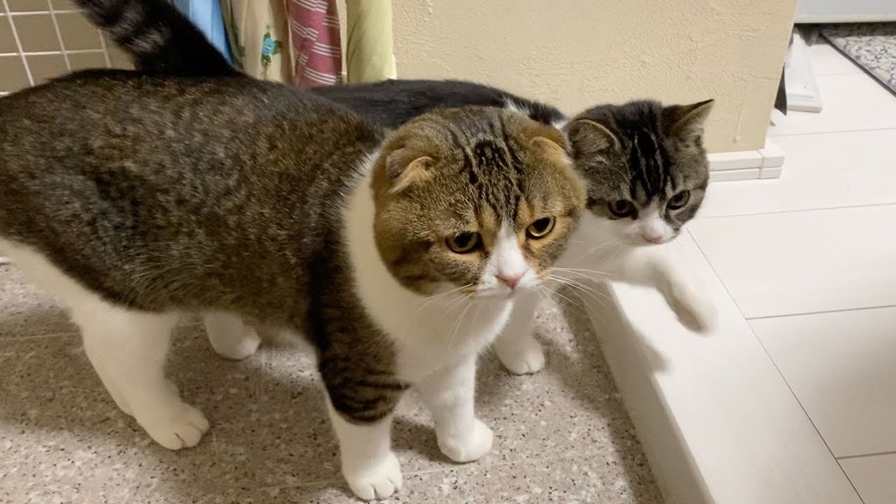 玄関までダッシュ！ママをお出迎えしてくれる猫達 - YouTube