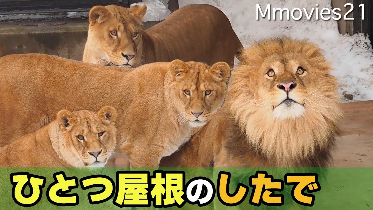 旭山動物園ライオン舎に新設備！オリトが見せた警戒する娘への表情が