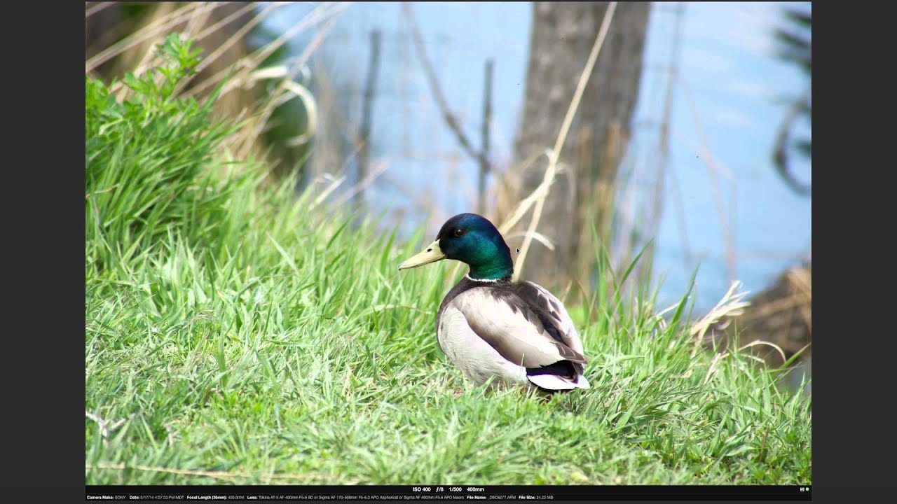 Sigma 400mm f/5.6 Prime Lens Review - Part II Test Shots - YouTube