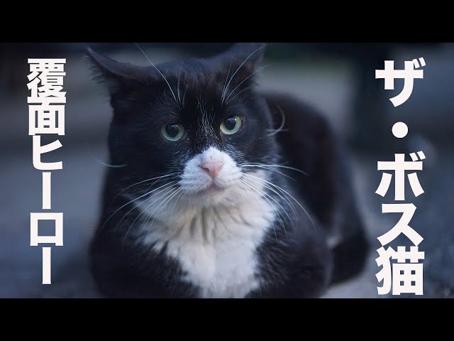 最強野良猫列伝・黒覆面の重鎮猫、チート能力で猫社会を無双する The
