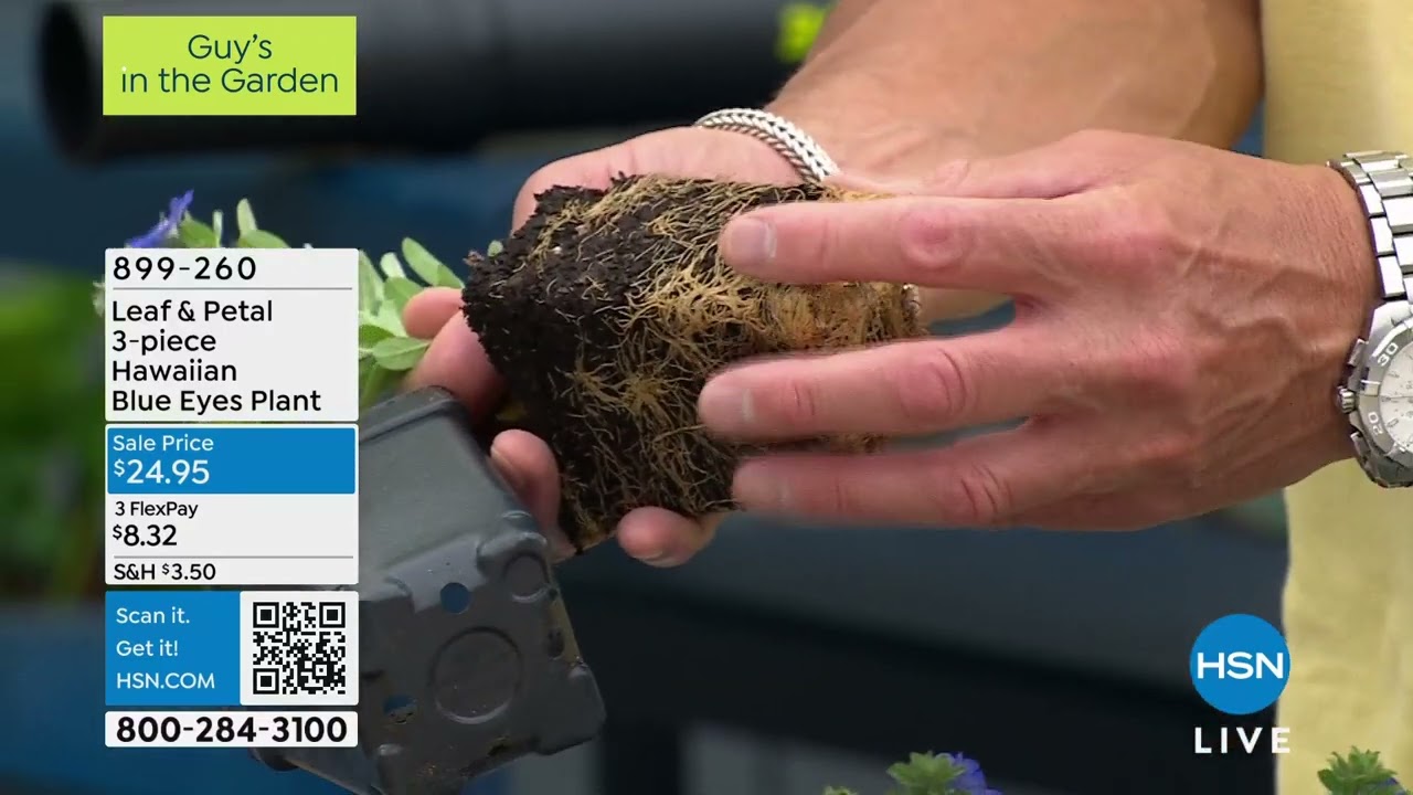 Leaf Petal 3piece Hawaiian Blue Eyes Plant - YouTube