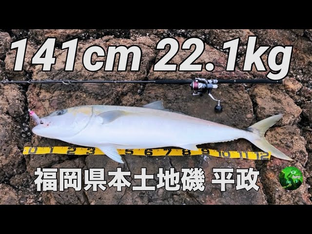 2024 福岡地磯青物 平政 22kg突破！sonio100M ラピード190 #ロック