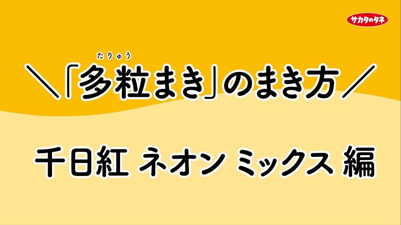 How to sow multiple seeds: Neon Cinnamon Mix - YouTube