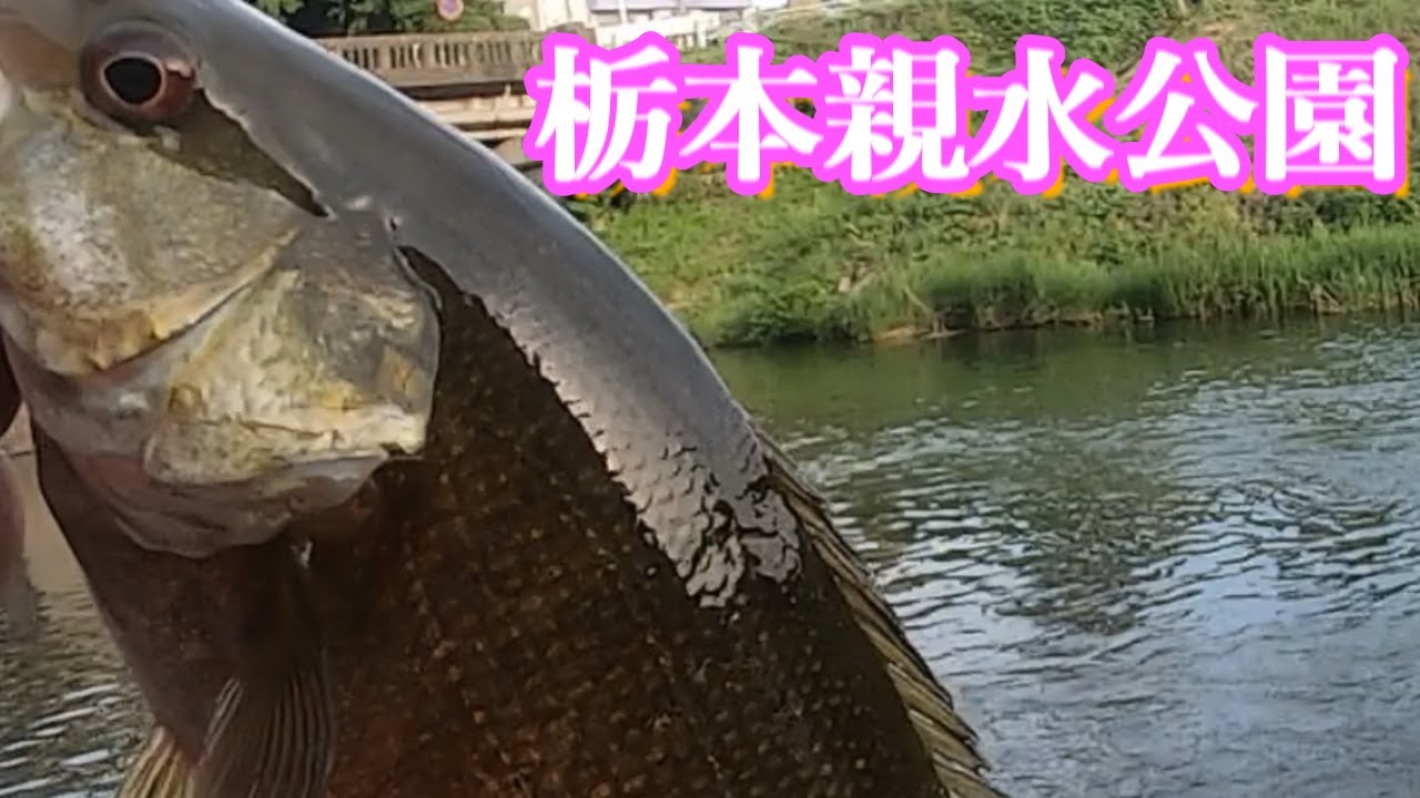 槻川栃本親水公園バス釣り 2022年リベンジ！ - YouTube