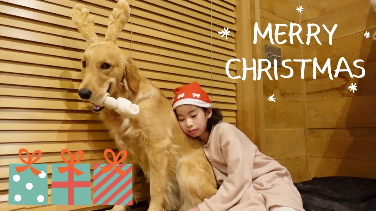 クリスマス】サンタさんからもらったプレゼントで遊び疲れたゴールデン