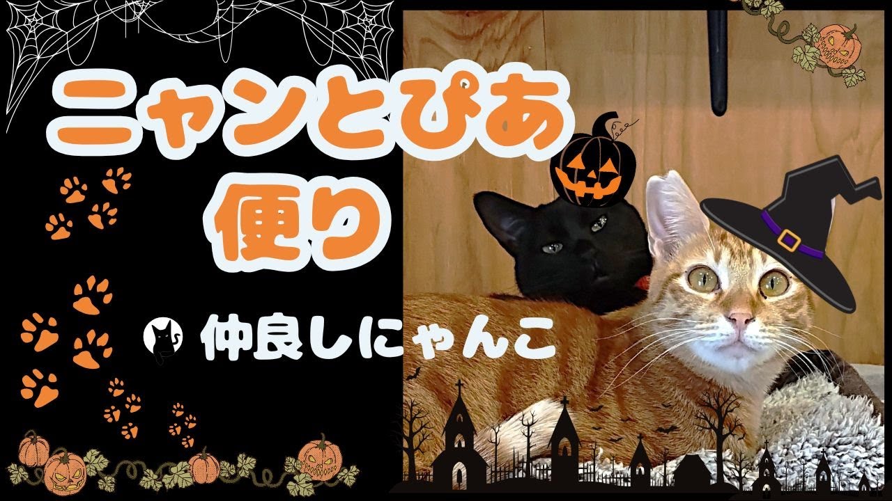 ニャンとぴあ便り】仲良ししているニャンコ特集！20250927 - YouTube