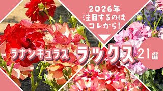 Gardening] Ranunculus Lux! This is what you should plant this year