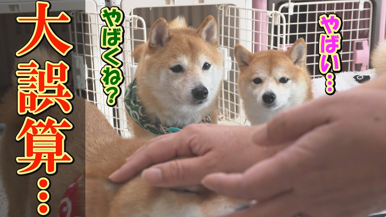 Even more so than the Shiba Inu who hates exercise, there are