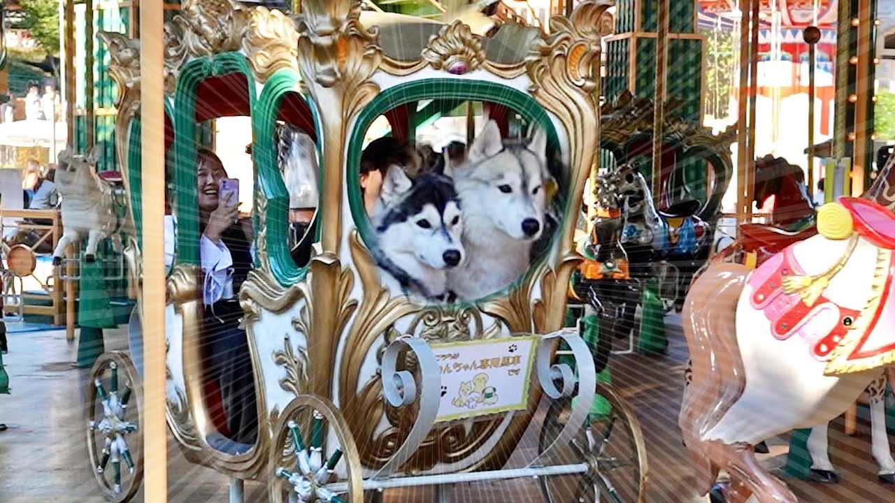 Nasu Trip] The husky brothers popping out and spinning around on