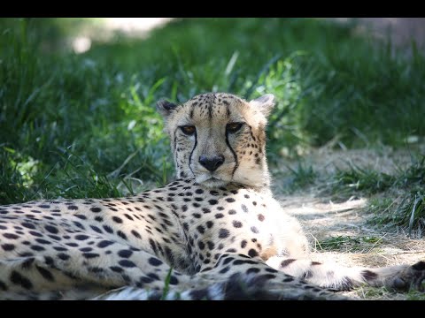 Cheetah Lure - YouTube