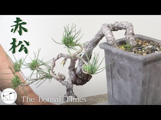 赤松】発想の転換による新樹形に！（akamatsu） - YouTube
