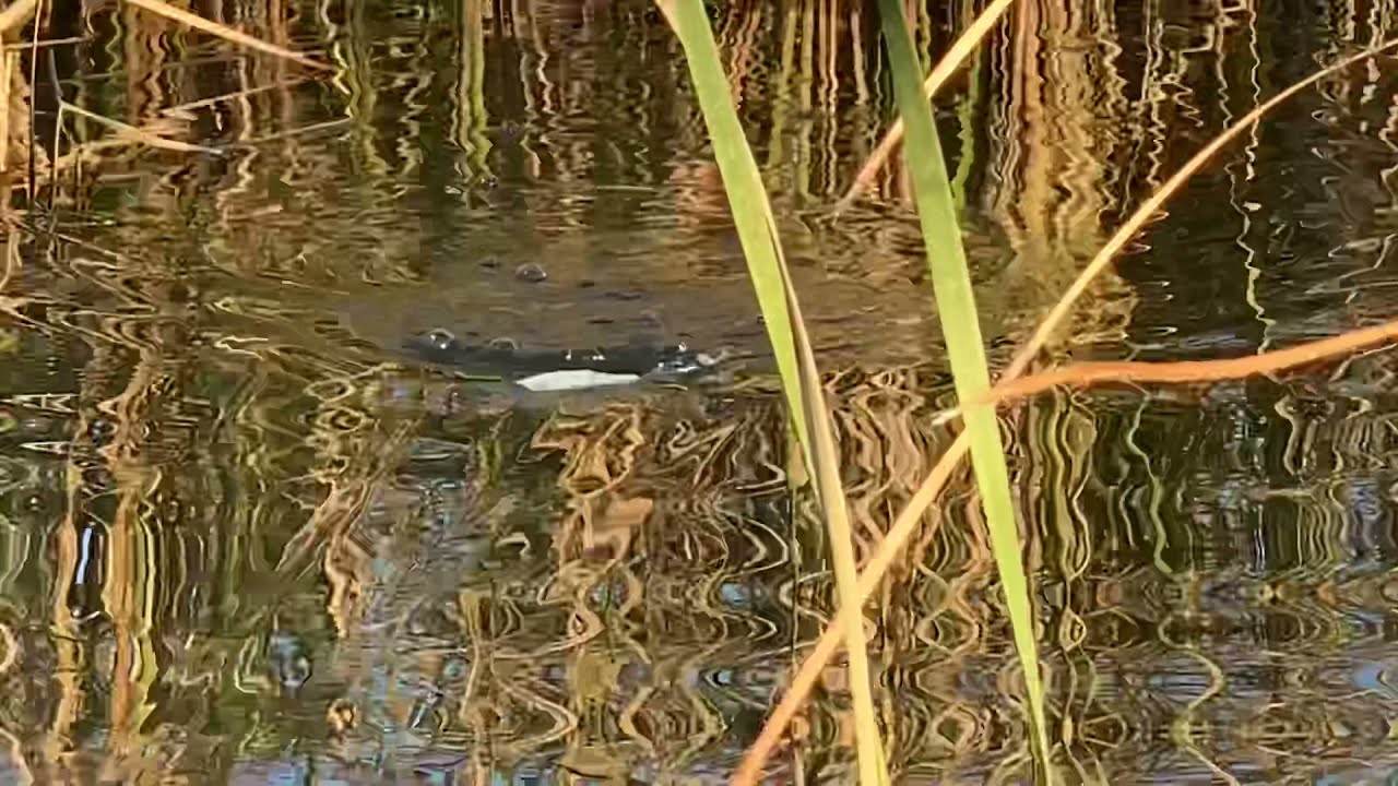 Quality Life『フィッシュハウンド』『フィッシュガガ』シープ