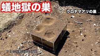 アリの巣の目の前に蟻地獄セティングした結果。不思議なことに。 - YouTube