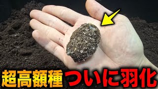 The high-end rhinoceros beetle I bought while shopping at an