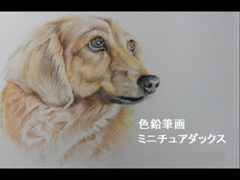 色鉛筆画】ミニチュアダックスフンド(愛犬ネネ)を描いてみました - YouTube